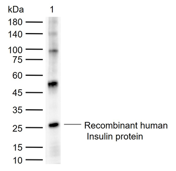 Insulin Rabbit Polyclonal Antibody