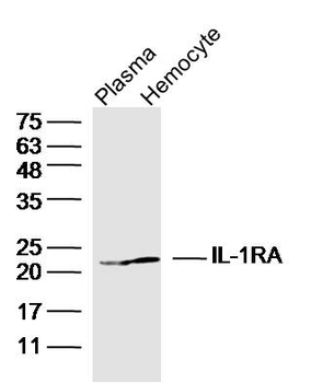 IL-1RA Rabbit Polyclonal Antibody