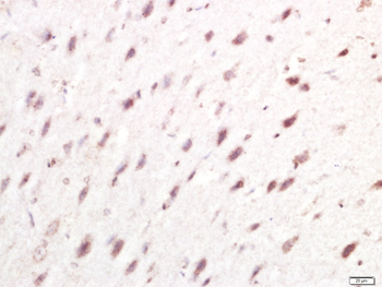 IRF7 Rabbit Polyclonal Antibody