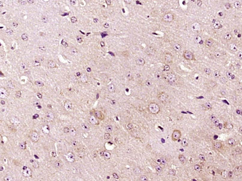 Phospho-IRF7 (Ser471 + Ser472) Rabbit Polyclonal Antibody