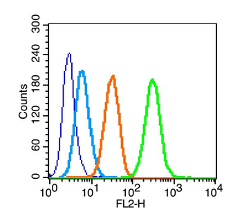 Phospho-IRS1 (Tyr612) Rabbit Polyclonal Antibody