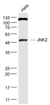 JNK2/MAPK9 Rabbit Polyclonal Antibody