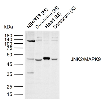 JNK2/MAPK9 Rabbit Polyclonal Antibody