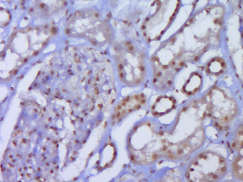 JNK1+JNK2+JNK3 Rabbit Polyclonal Antibody