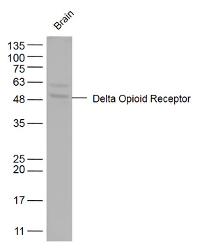 Delta Opioid Receptor Rabbit Polyclonal Antibody