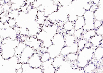 Phospho-LKB1 (Ser334) Rabbit Polyclonal Antibody