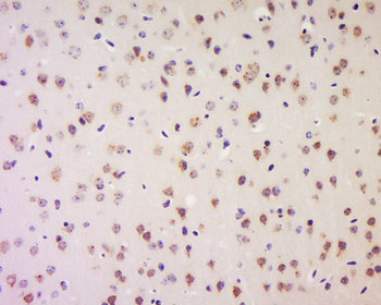 LRP1 Rabbit Polyclonal Antibody