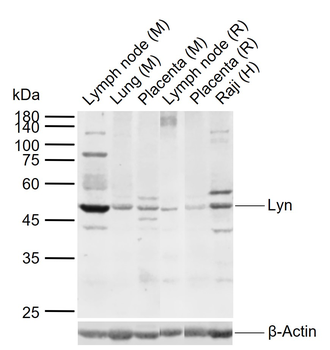 Lyn Rabbit Polyclonal Antibody