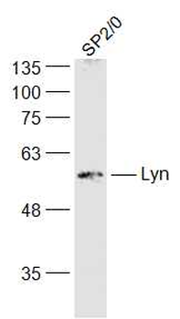Lyn Rabbit Polyclonal Antibody