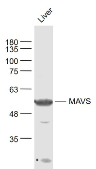 MAVS Rabbit Polyclonal Antibody