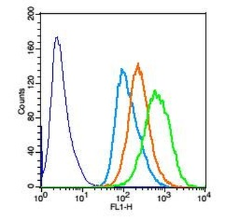 CRTC1 Rabbit Polyclonal Antibody