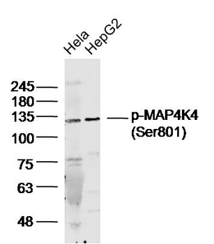 Phospho-MAP4K4 (Ser801) Rabbit Polyclonal Antibody