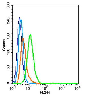 CSF1R Rabbit Polyclonal Antibody