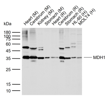 MDH1 Rabbit Polyclonal Antibody