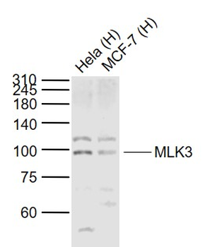 MLK3 Rabbit Polyclonal Antibody