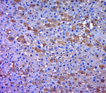 Phospho-mTOR (Tyr144) Rabbit Polyclonal Antibody