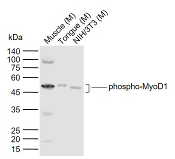 Phospho-MyoD1 (Ser200) Rabbit Polyclonal Antibody
