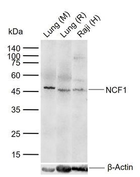 NCF1 Rabbit Polyclonal Antibody