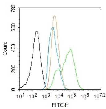 Phospho-NFKB p65 (Ser468) Rabbit Polyclonal Antibody