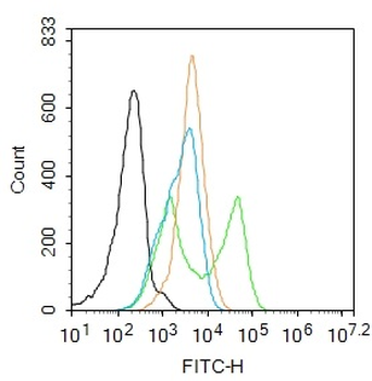 Phospho-NFKB p65 (Ser468) Rabbit Polyclonal Antibody