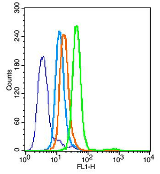 Phospho-NFKB p65 (Thr254) Rabbit Polyclonal Antibody