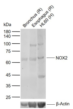 NOX2 Rabbit Polyclonal Antibody