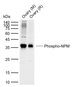 Phospho-NPM (Thr199) Rabbit Polyclonal Antibody
