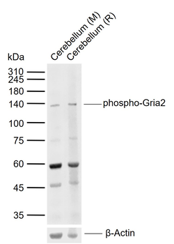 Phospho-Gria2 (Ser880) Rabbit Polyclonal Antibody