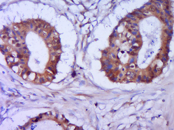 Phospho-CDKN1A/p21 (Ser146) Rabbit Polyclonal Antibody
