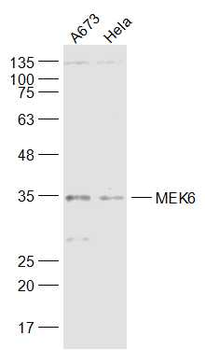 MEK6 Rabbit Polyclonal Antibody