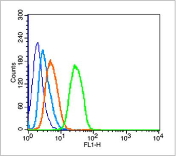 Phospho-P53 (Thr81) Rabbit Polyclonal Antibody