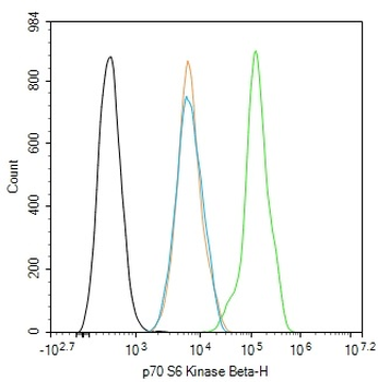P70 S6 Kinase Beta Rabbit Polyclonal Antibody