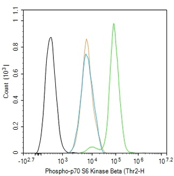 Phospho-p70 S6 Kinase Beta (Thr228) Rabbit Polyclonal Antibody
