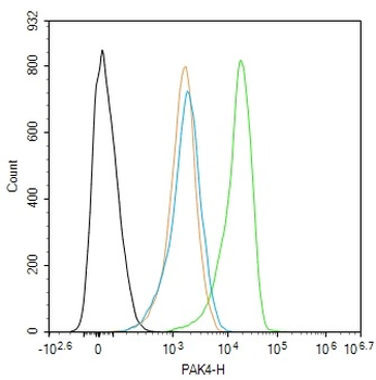 PAK4 Rabbit Polyclonal Antibody