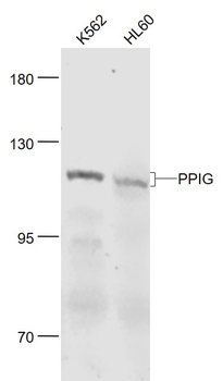 PPIG Rabbit Polyclonal Antibody