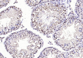 Phospho-PPIG (Ser376) Rabbit Polyclonal Antibody