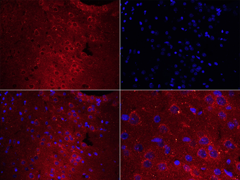 PTPRA Rabbit Polyclonal Antibody