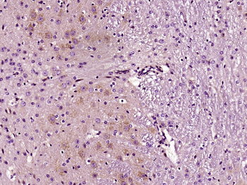 RGS5 Rabbit Polyclonal Antibody