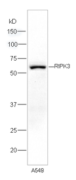 RIPK3 Rabbit Polyclonal Antibody