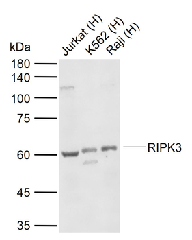RIPK3 Rabbit Polyclonal Antibody