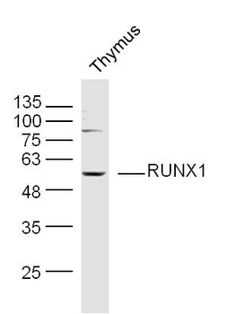 RUNX1 Rabbit Polyclonal Antibody