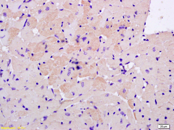 S100A13 Rabbit Polyclonal Antibody
