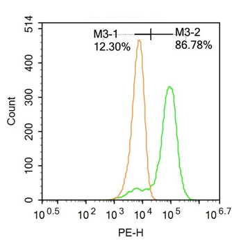 Phospho-SATB1 (Ser47) Rabbit Polyclonal Antibody