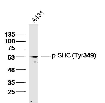 Phospho-SHC1 (Tyr349) Rabbit Polyclonal Antibody