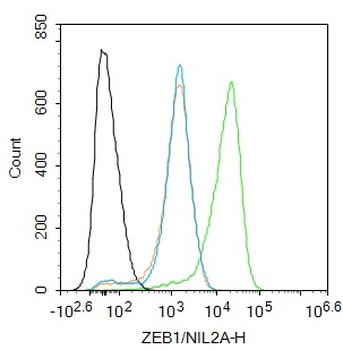 ZEB1/NIL2A Rabbit Polyclonal Antibody