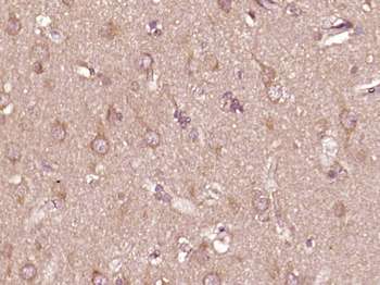 Phospho-PTPN6 (Tyr536) Rabbit Polyclonal Antibody