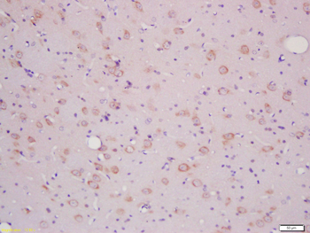 SLCO2B1 Rabbit Polyclonal Antibody