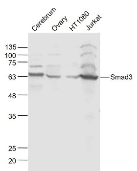 Smad3 Rabbit Polyclonal Antibody