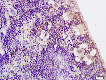 Phospho-STAT5a (Ser726) Rabbit Polyclonal Antibody