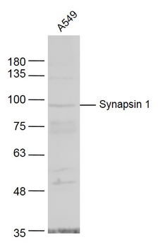 Synapsin 1 Rabbit Polyclonal Antibody